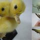 Image for article titled The Weirdest Gift Ideas On The Internet